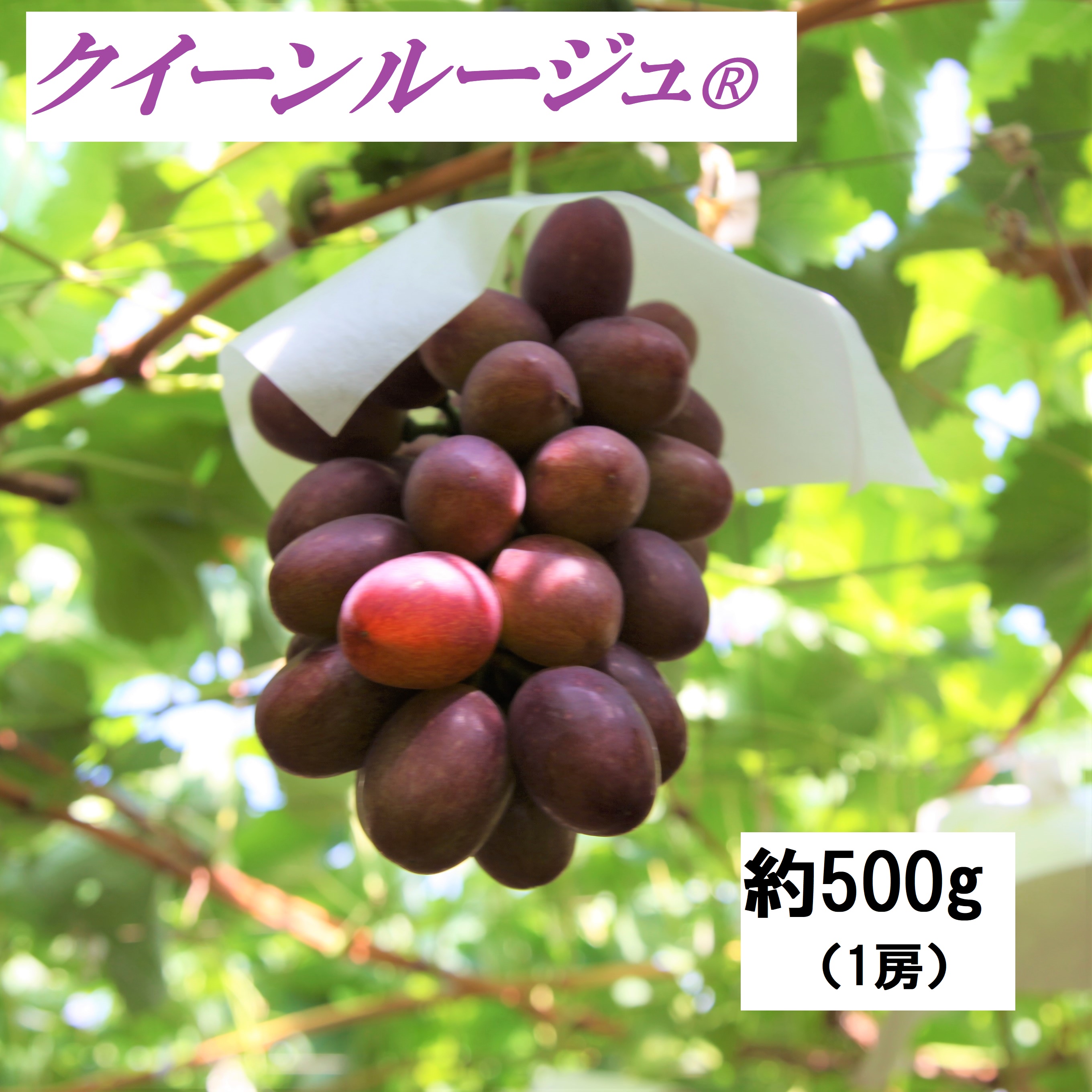 クイーンルージュ® 約500ｇ 1房|たーんとながの